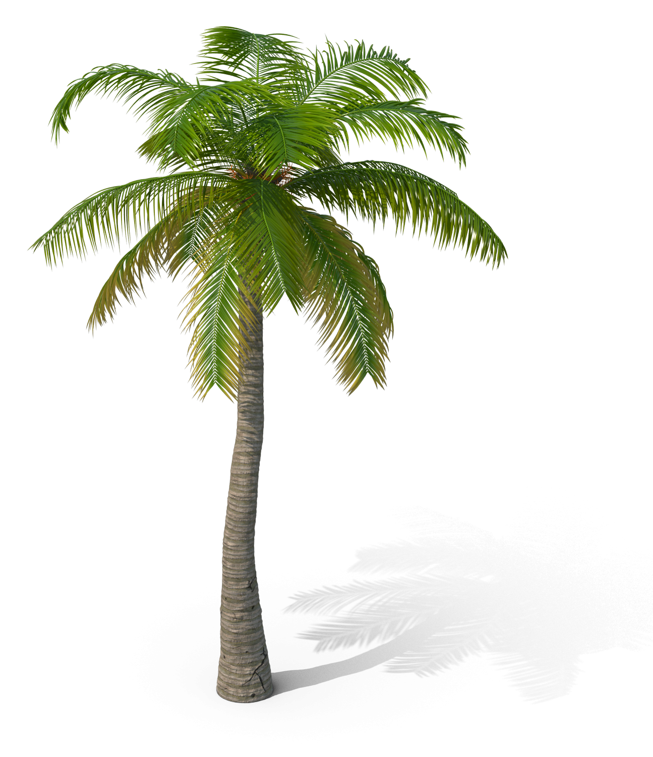 Palm Tree.G09.2k